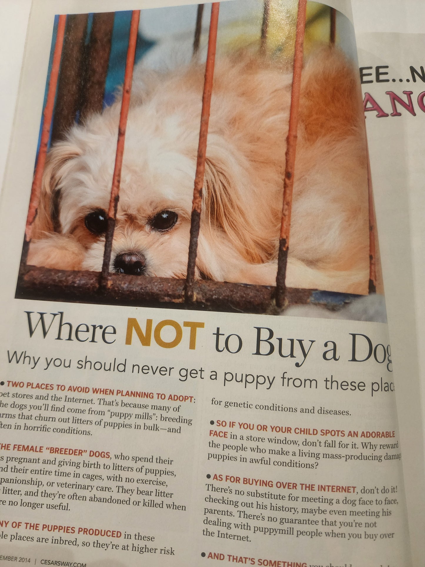 Cesar's Way December 2014 (Special Double Issue) dog training