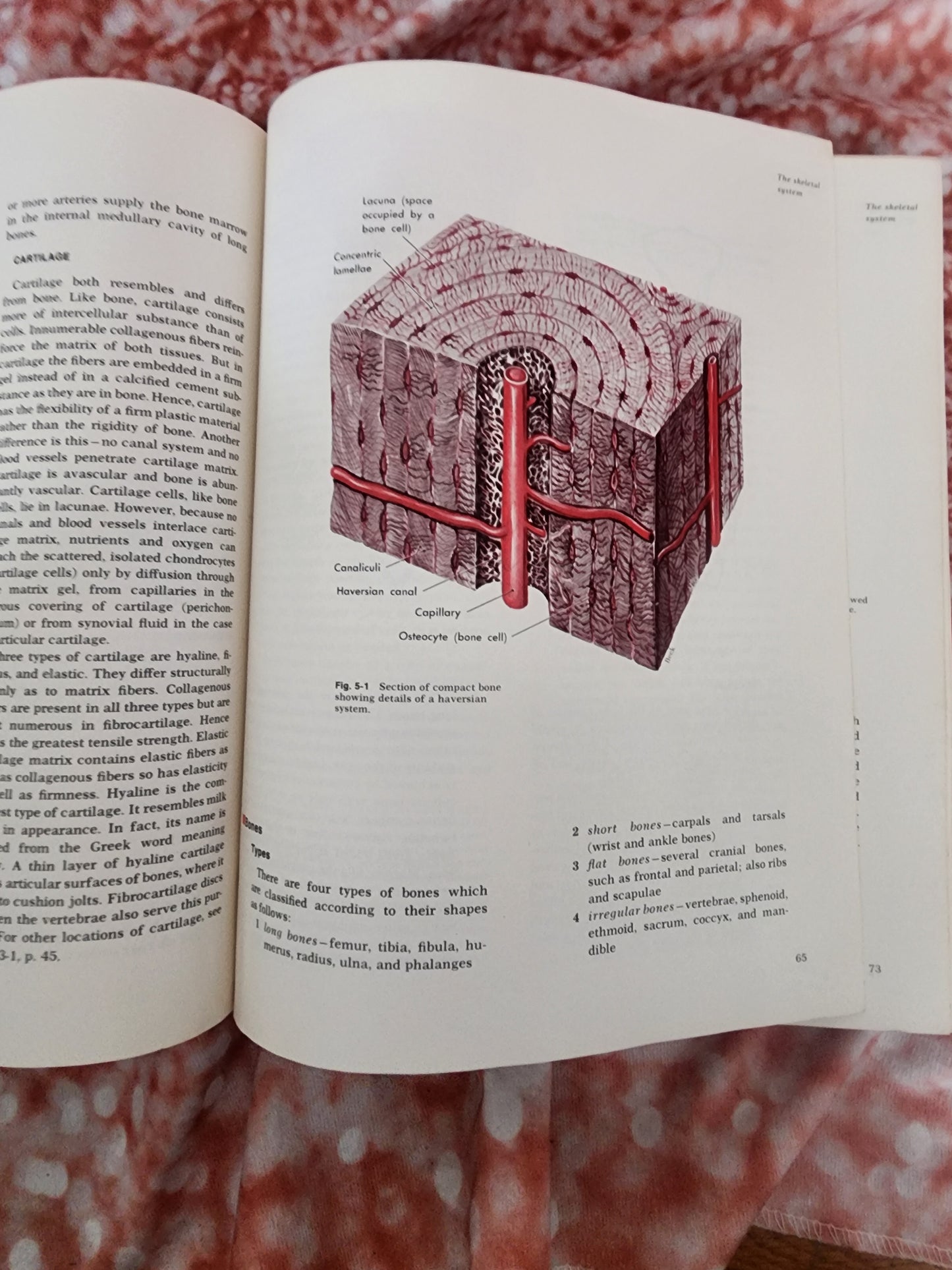 Textbook of Anatomy and Physiology 8th Edition 1971 Anthony and Kolthoff