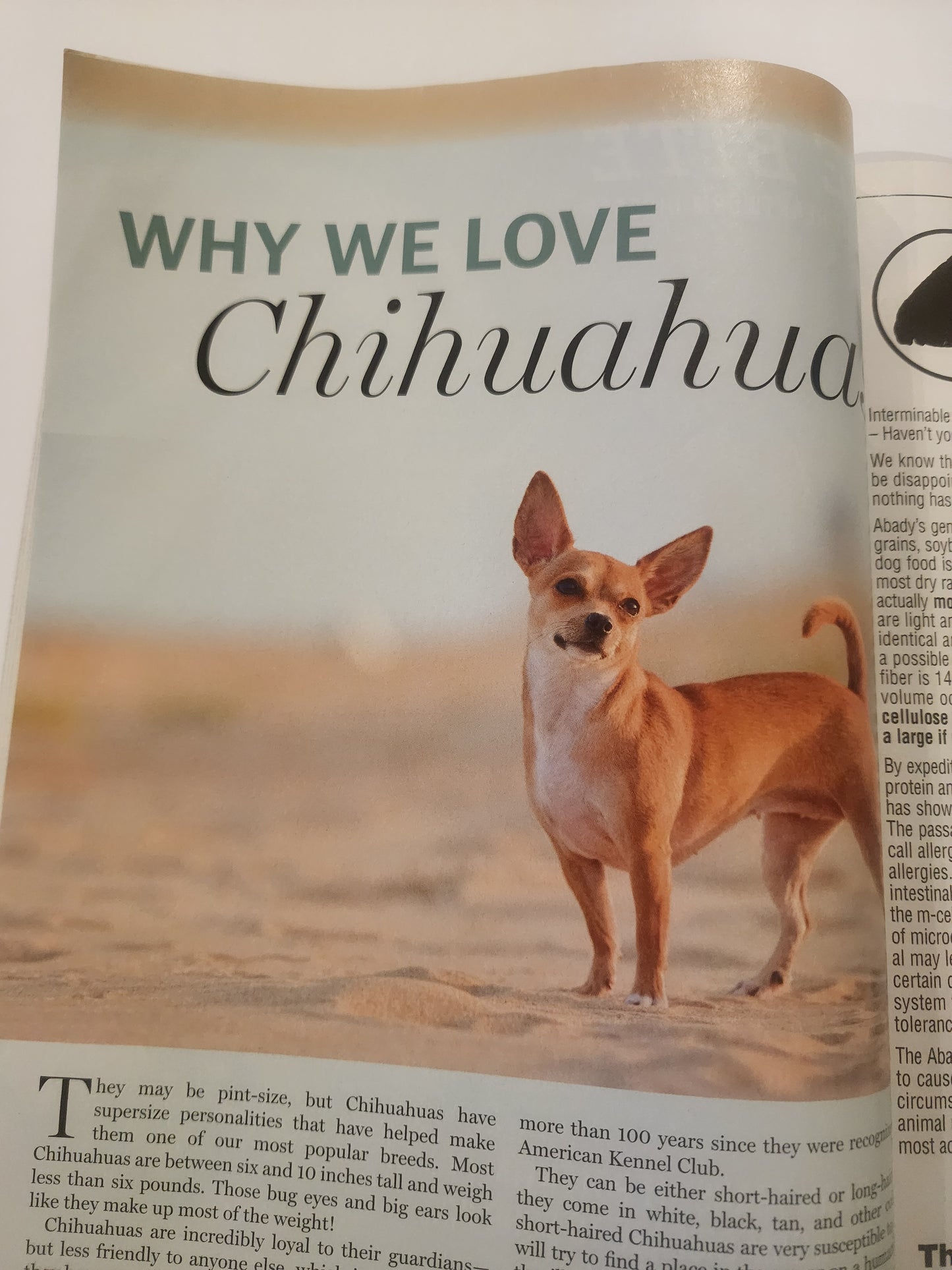 Cesar's Way Oct. 2014  featuring dog behaviorist Cesar Millan with a Chihuahua