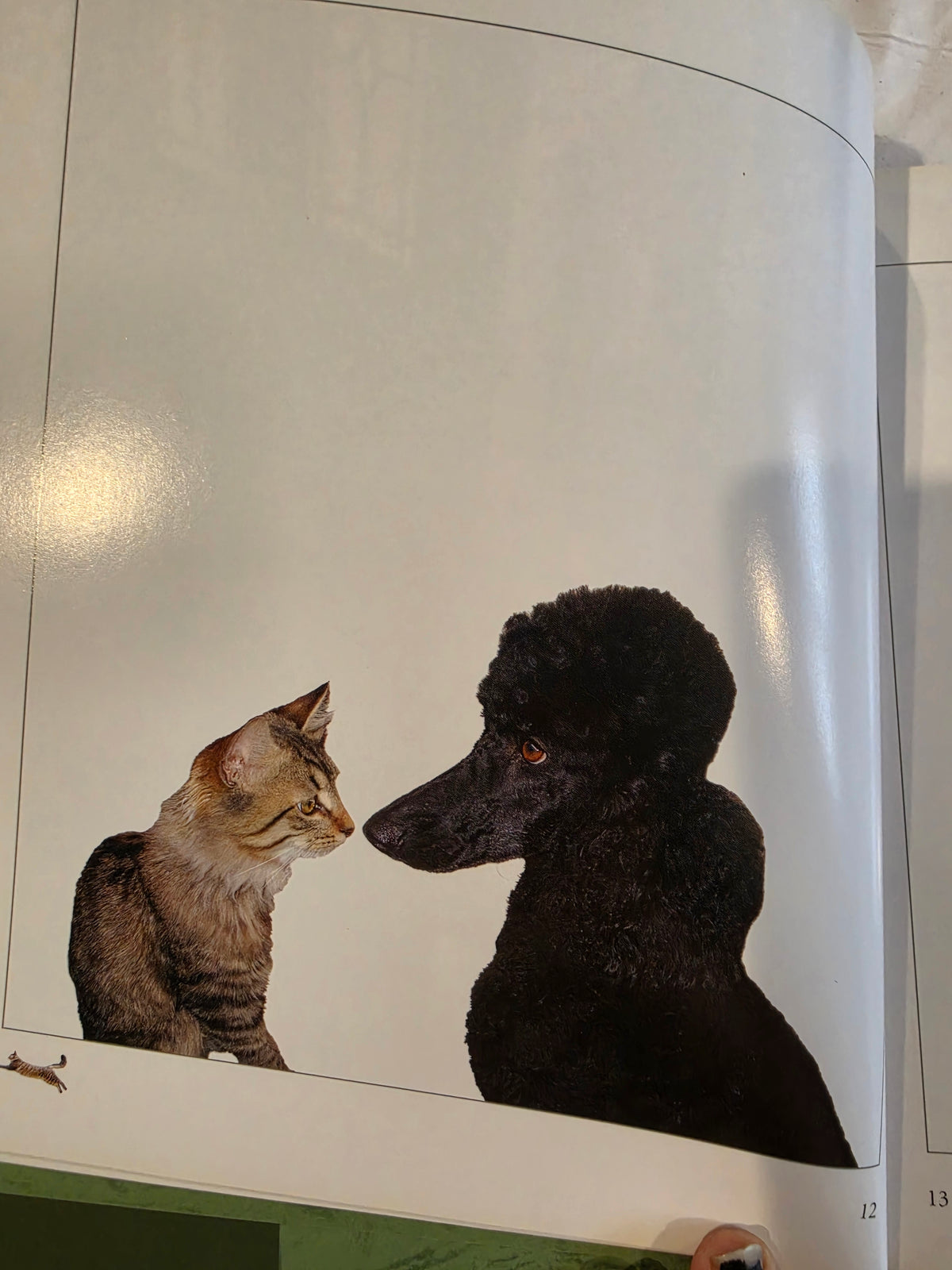 What's the Matter with Henry? The True Tale of a Three-Legged Cat HB Book,
