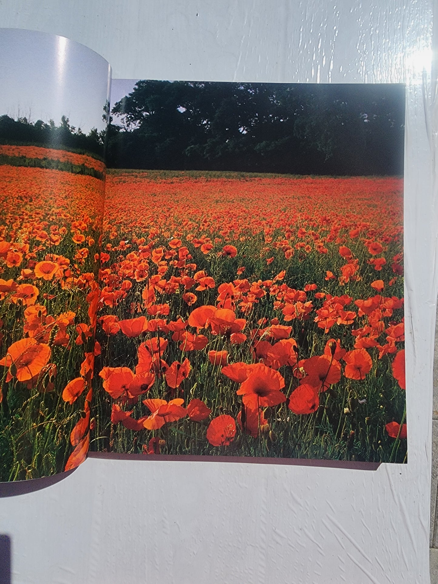 Glorious Gardens: Designing, Creating, Nurturing HB
Book by Jacqueline Hériteau